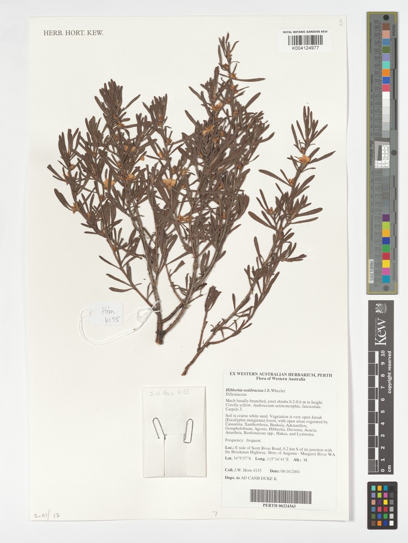 Hibbertia notibractea photo 6