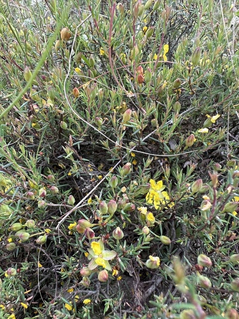 Hibbertia nudicalycina photo 2