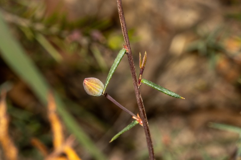 Hibbertia nudicalycina