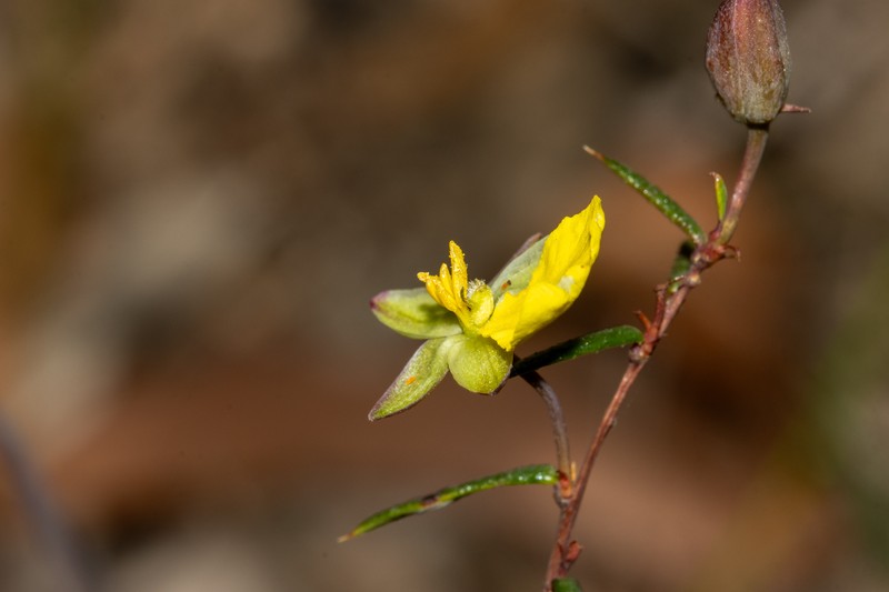 Hibbertia nudicalycina photo 5