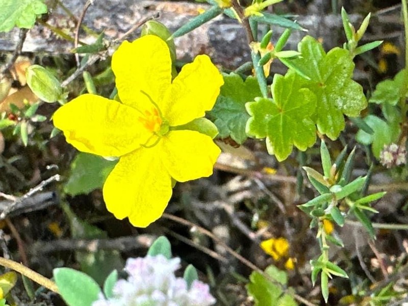 Hibbertia nudicalycina photo 6