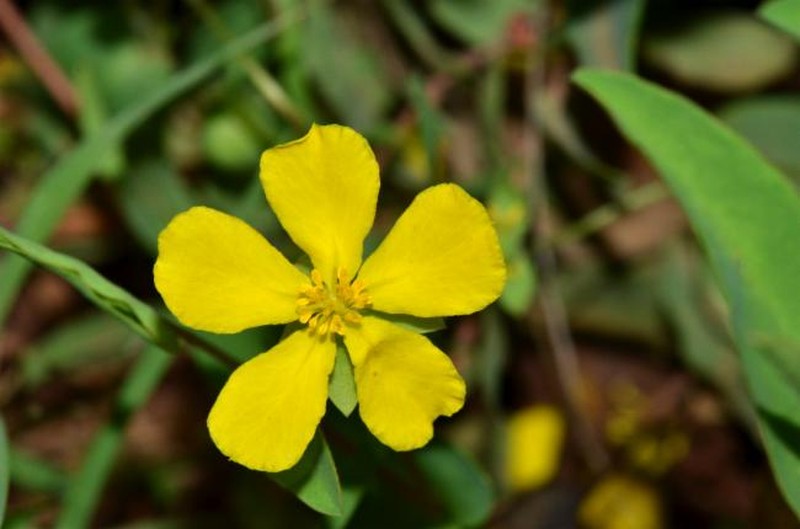 Hibbertia nymphaea
