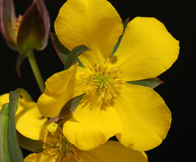 Hibbertia nymphaea photo 4