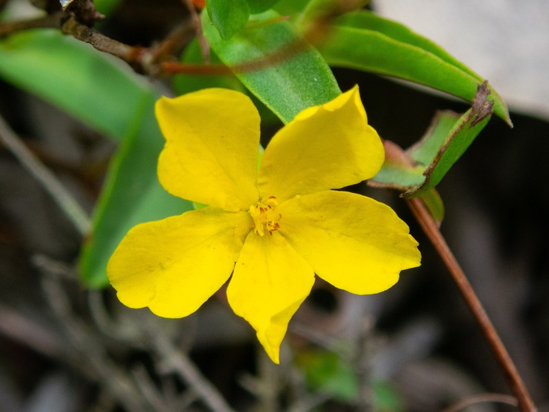 Hibbertia nymphaea photo 5