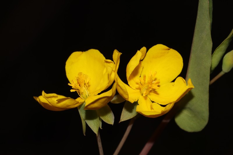 Hibbertia nymphaea photo 6