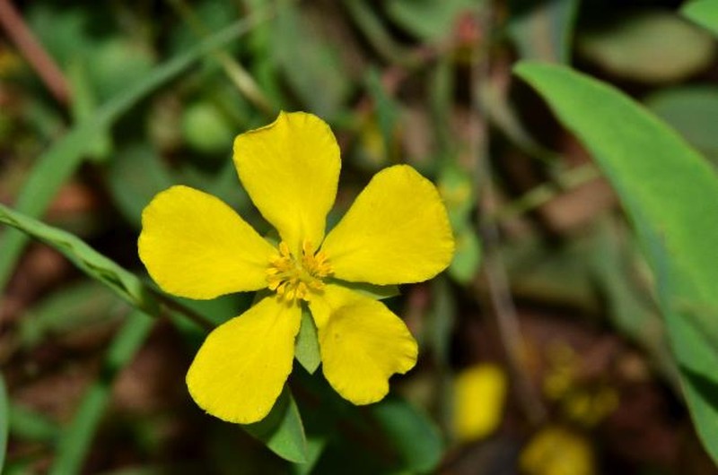 Hibbertia nymphaea photo 7