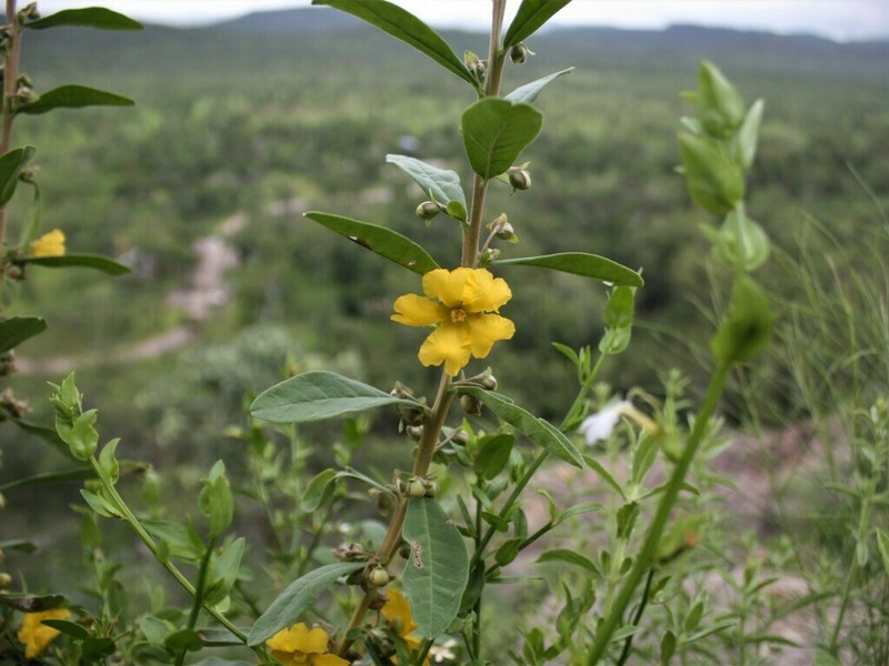 Hibbertia oblongata