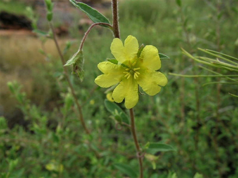Hibbertia oblongata photo 2