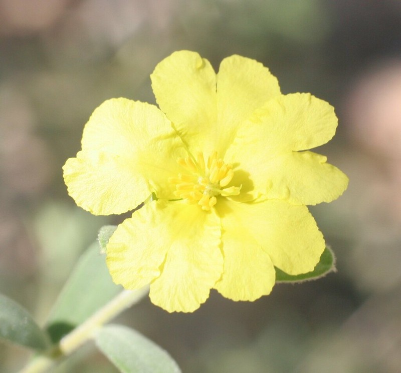 Hibbertia oblongata photo 3