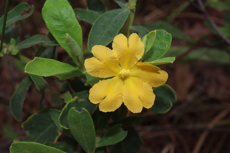 Hibbertia oblongata photo 4