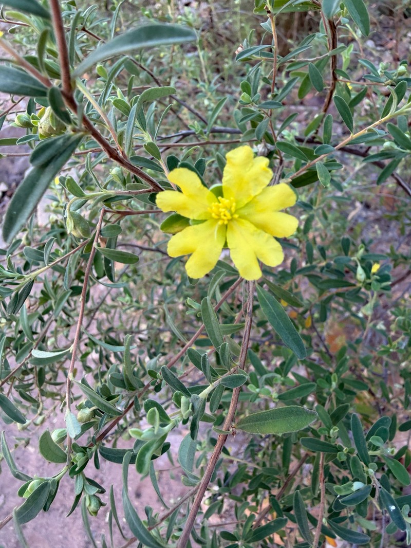 Hibbertia oblongata photo 5