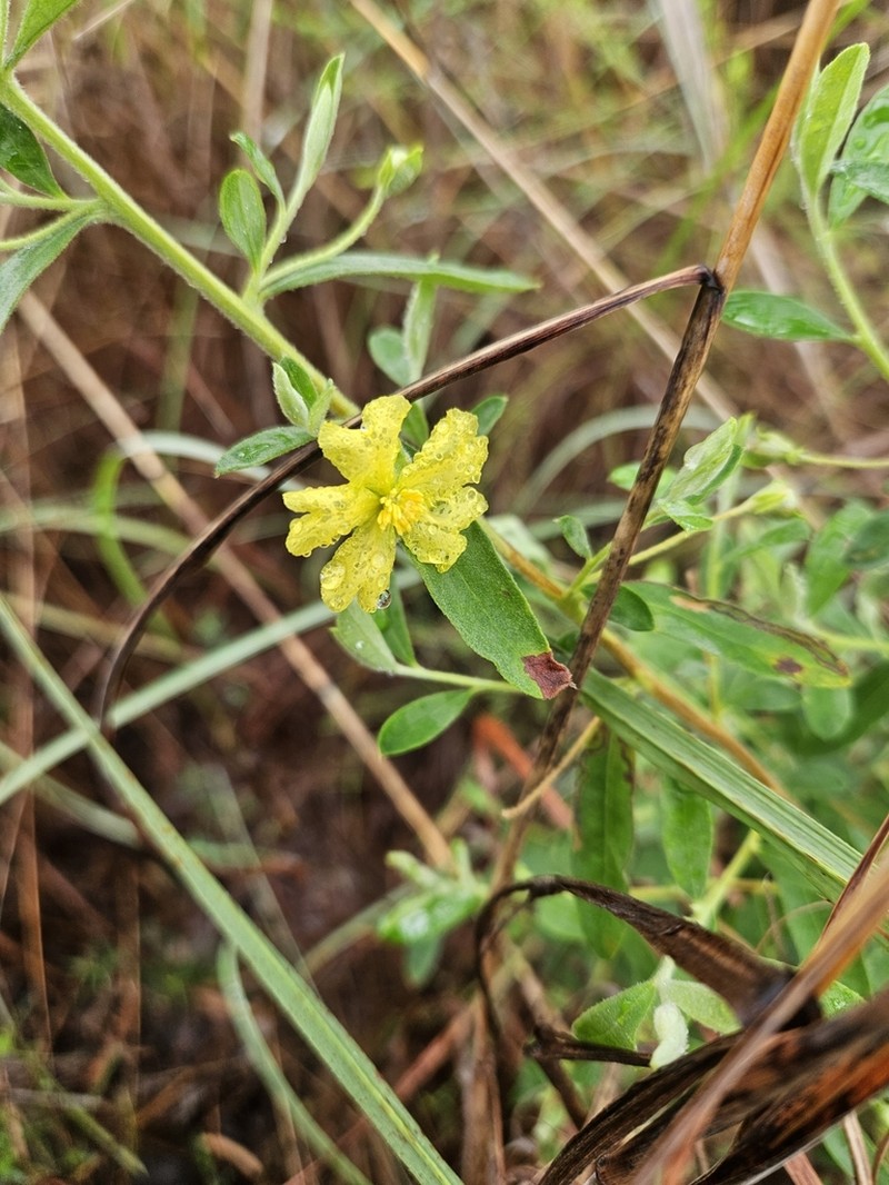 Hibbertia oblongata photo 6