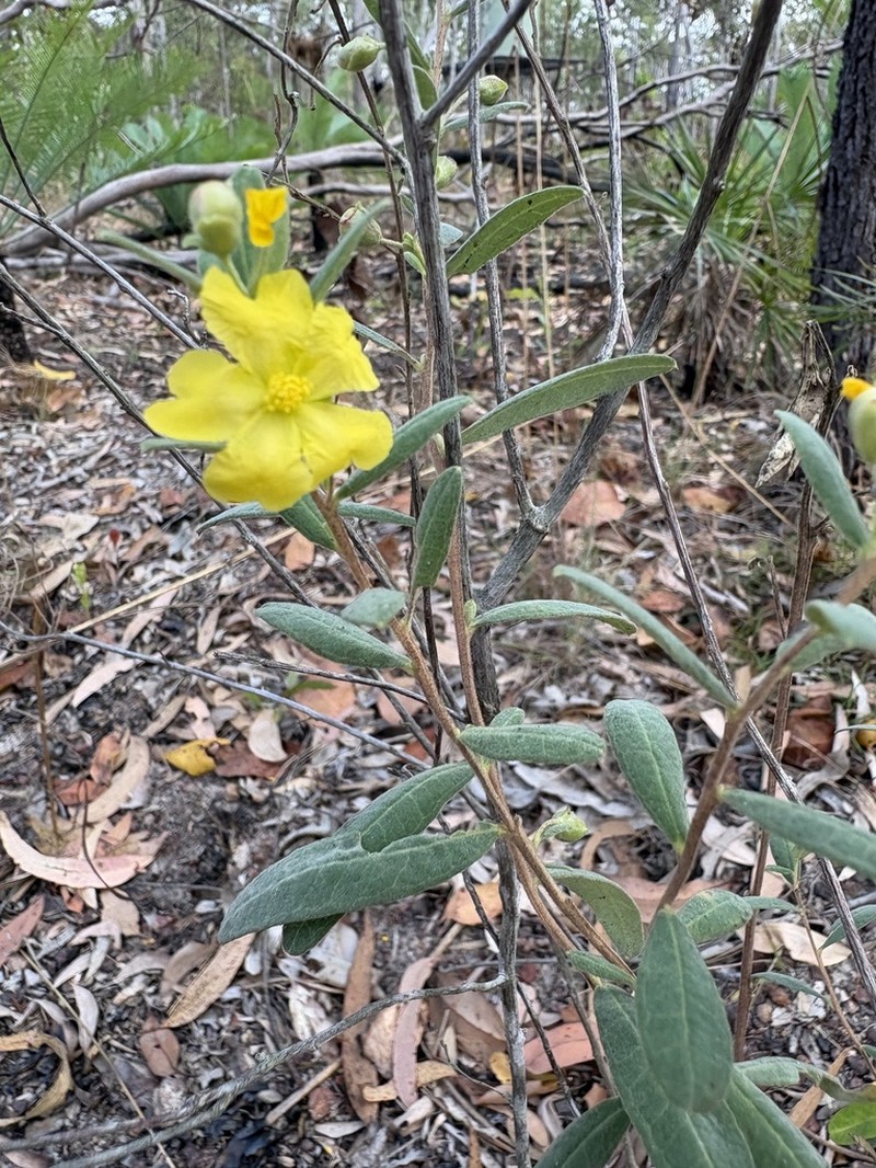 Hibbertia oblongata photo 7