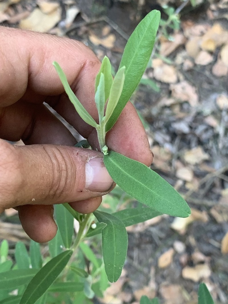 Hibbertia oblongata photo 8
