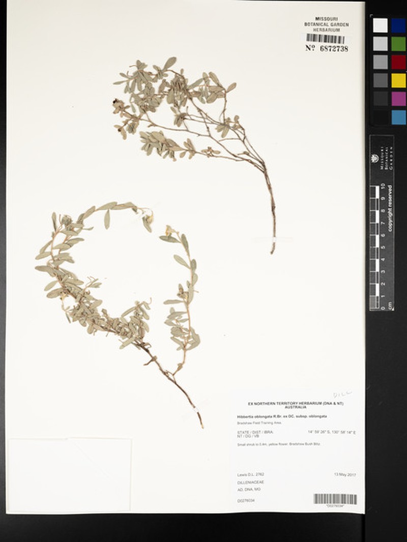 Hibbertia oblongata subsp. oblongata