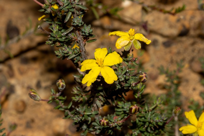 Hibbertia obtusibracteata