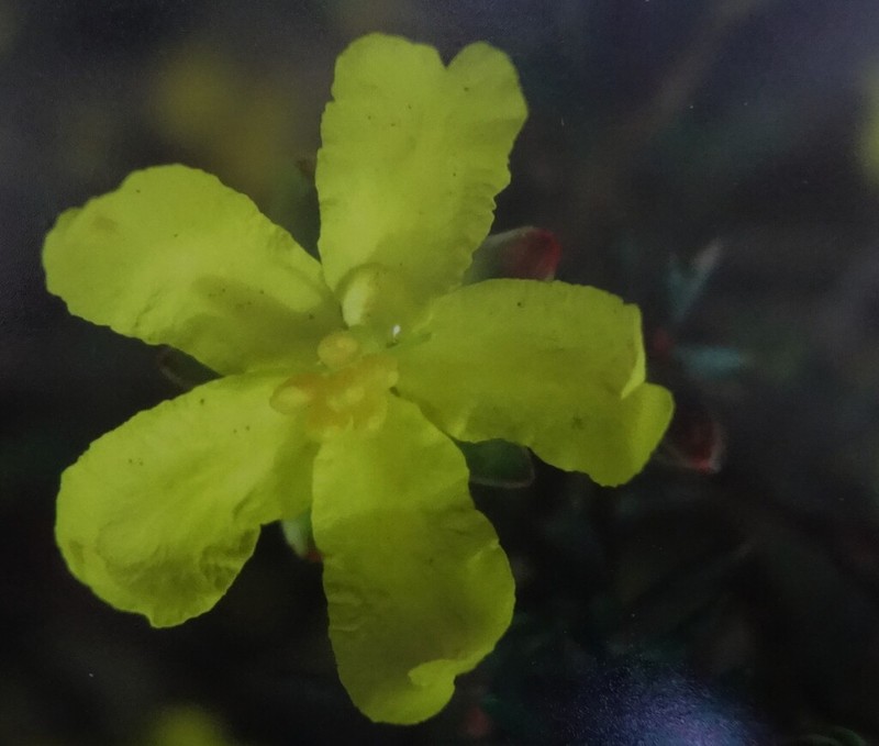 Hibbertia obtusibracteata photo 2