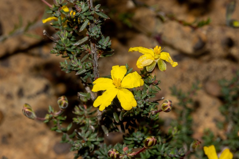 Hibbertia obtusibracteata photo 3