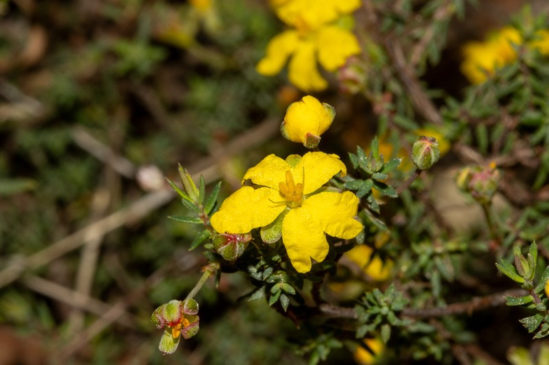 Hibbertia obtusibracteata photo 4