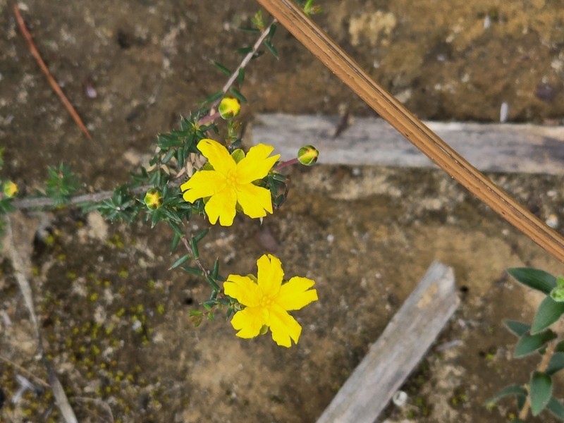 Hibbertia obtusibracteata photo 5