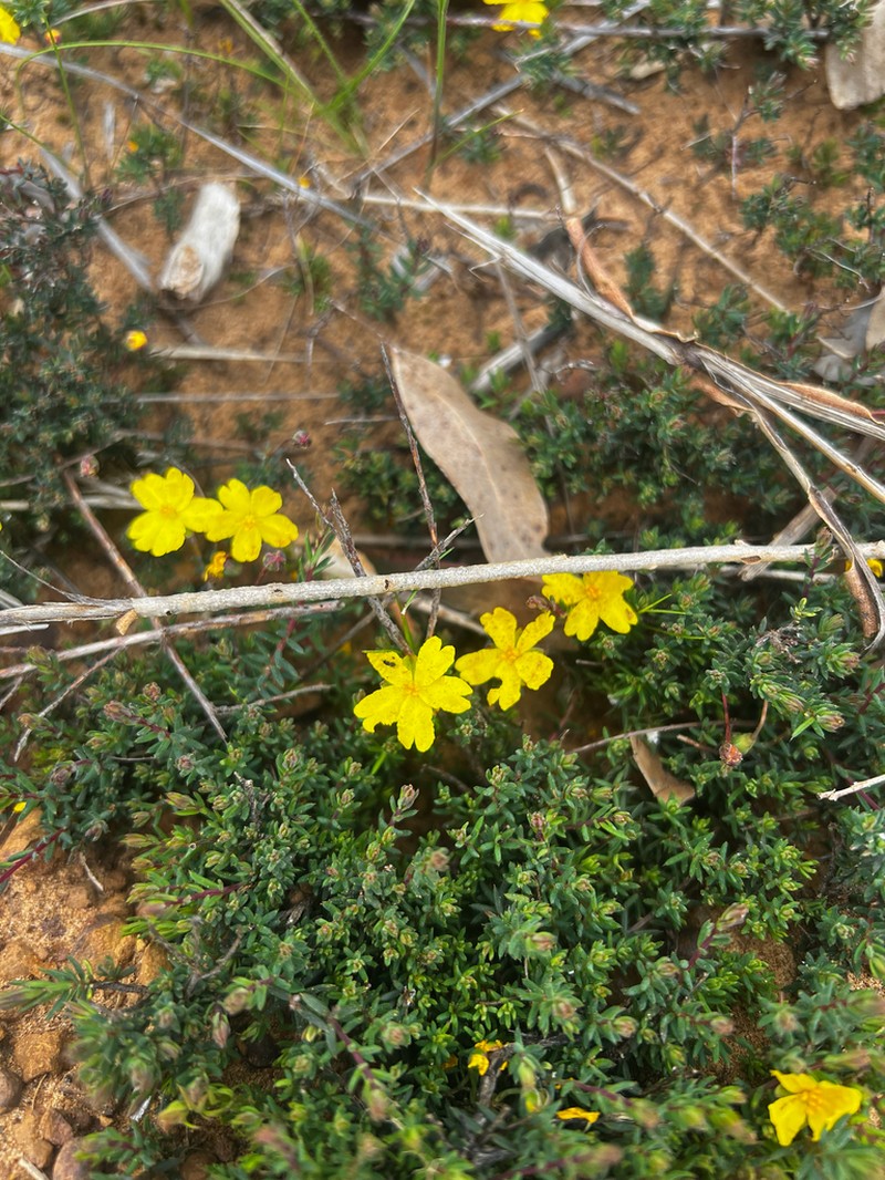Hibbertia obtusibracteata photo 6