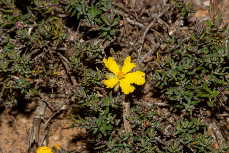 Hibbertia obtusibracteata photo 7