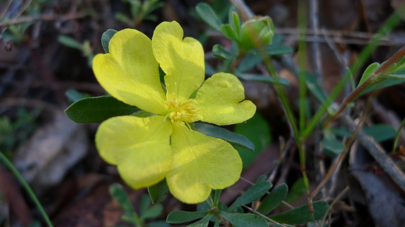 Hibbertia obtusifolia