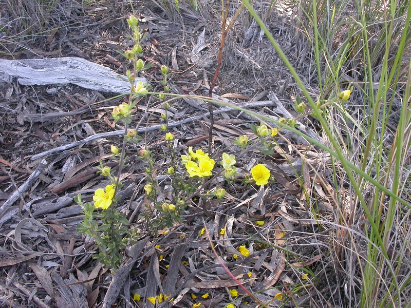 Hibbertia obtusifolia photo 2