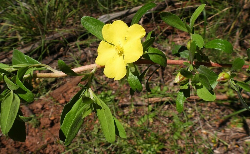 Hibbertia obtusifolia photo 3