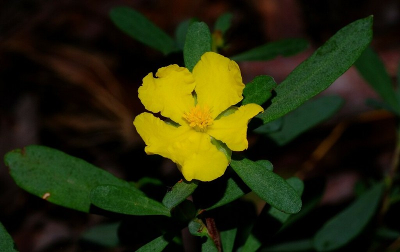 Hibbertia obtusifolia photo 4