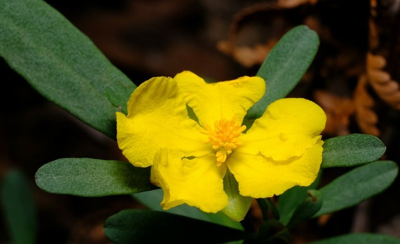 Hibbertia obtusifolia photo 5