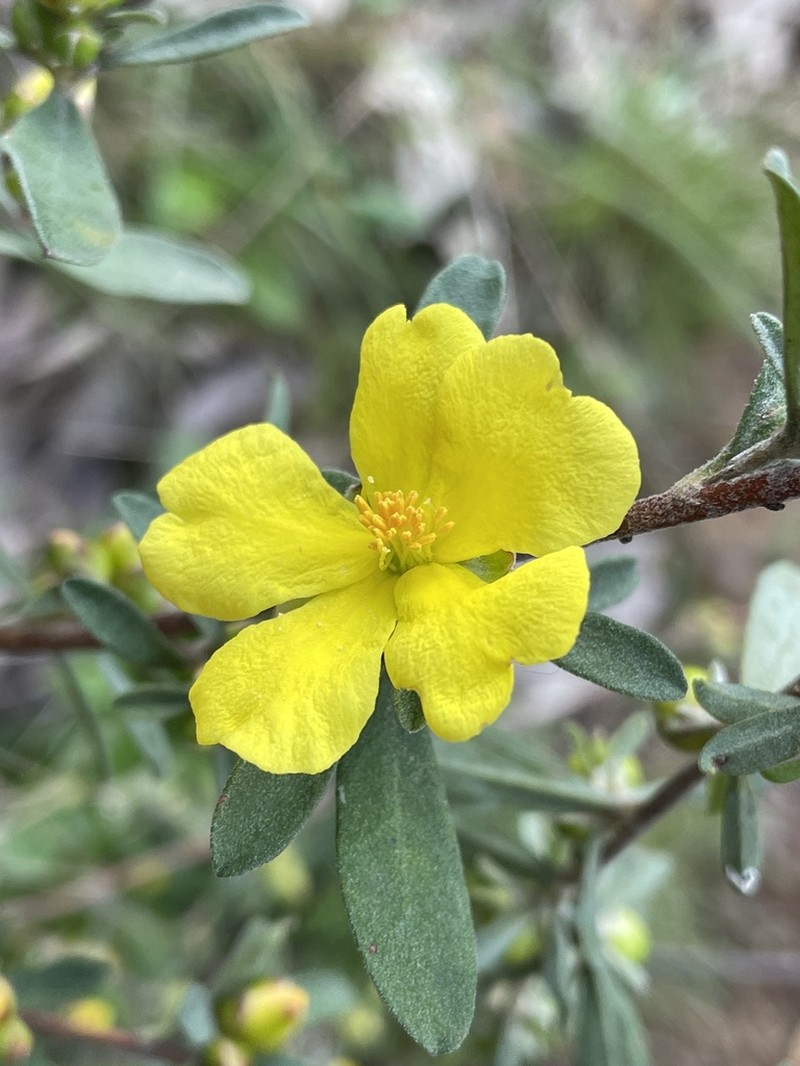 Hibbertia obtusifolia photo 6