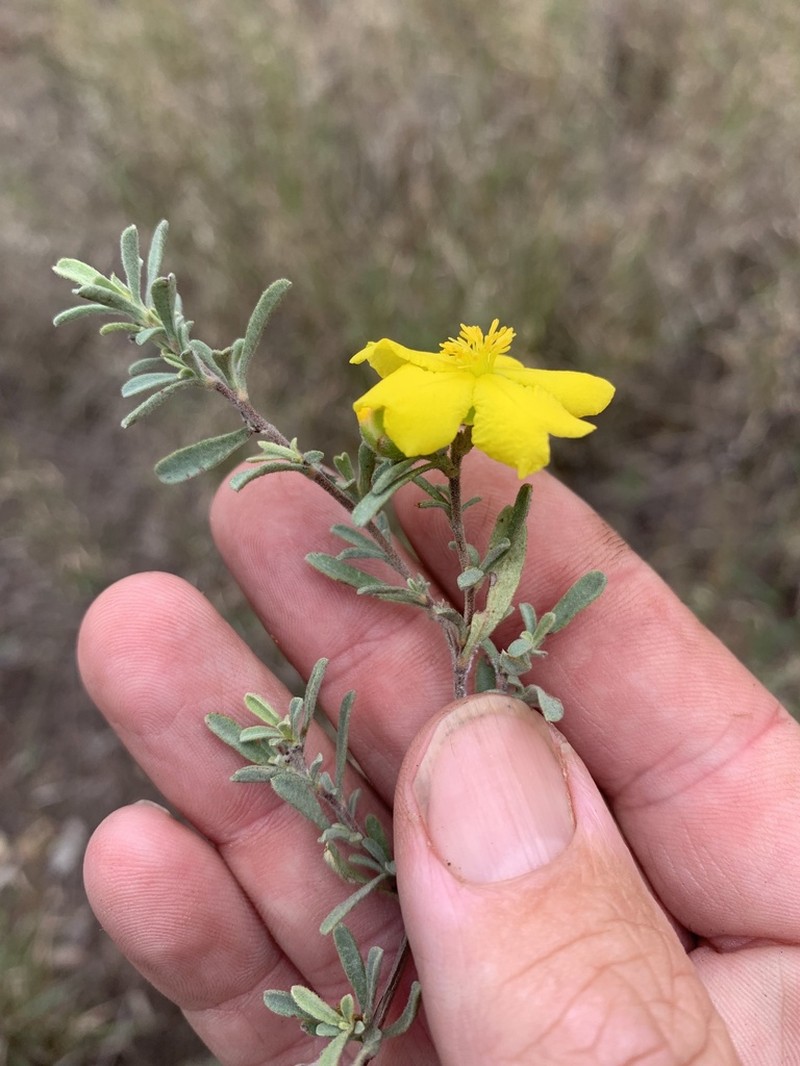 Hibbertia obtusifolia photo 7