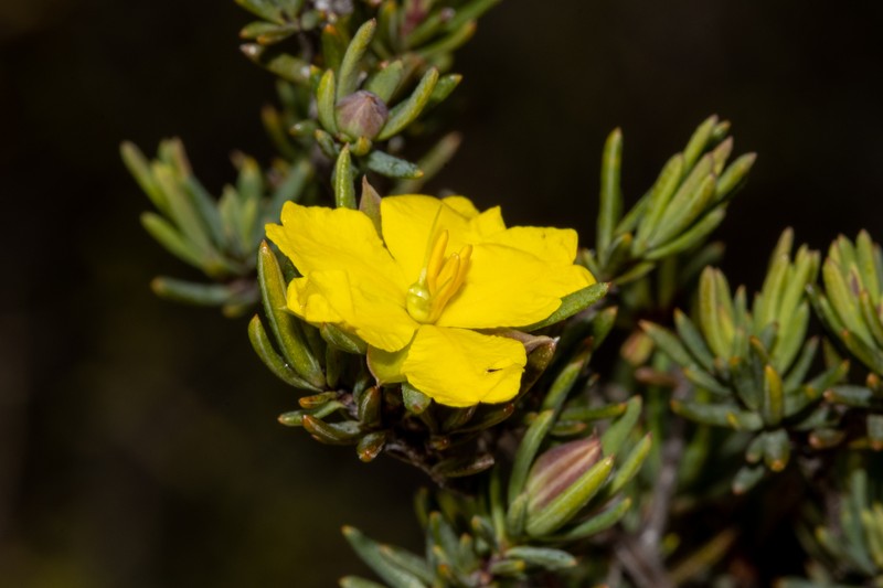 Hibbertia oligantha