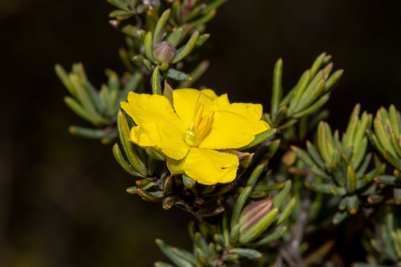 Hibbertia oligantha photo 2
