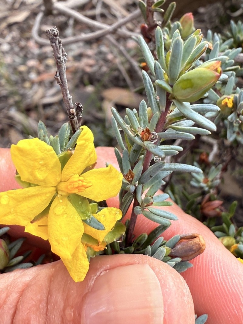 Hibbertia oligantha photo 3