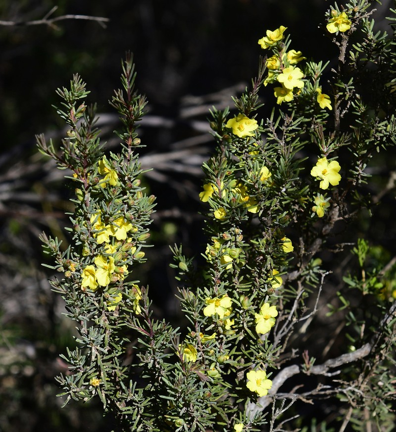 Hibbertia oligantha photo 4