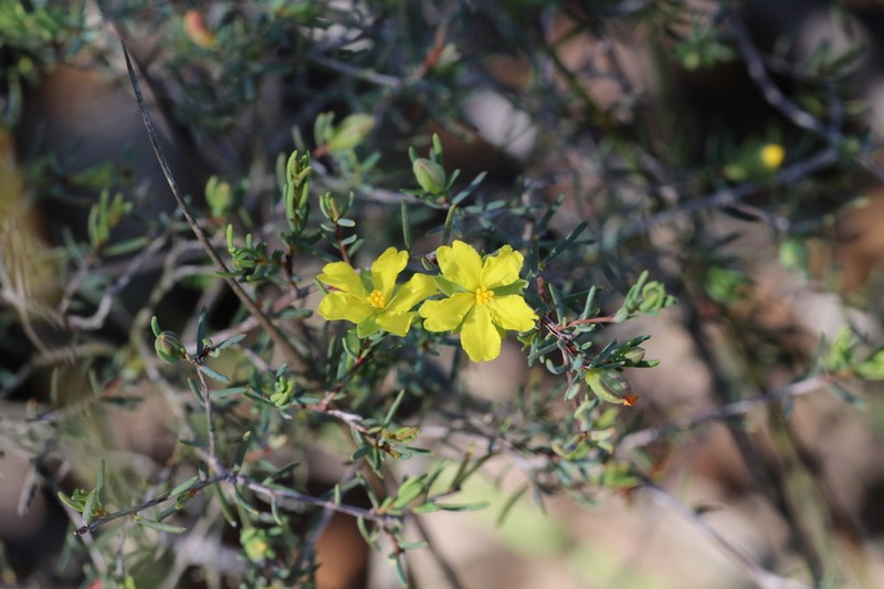 Hibbertia oligantha photo 5