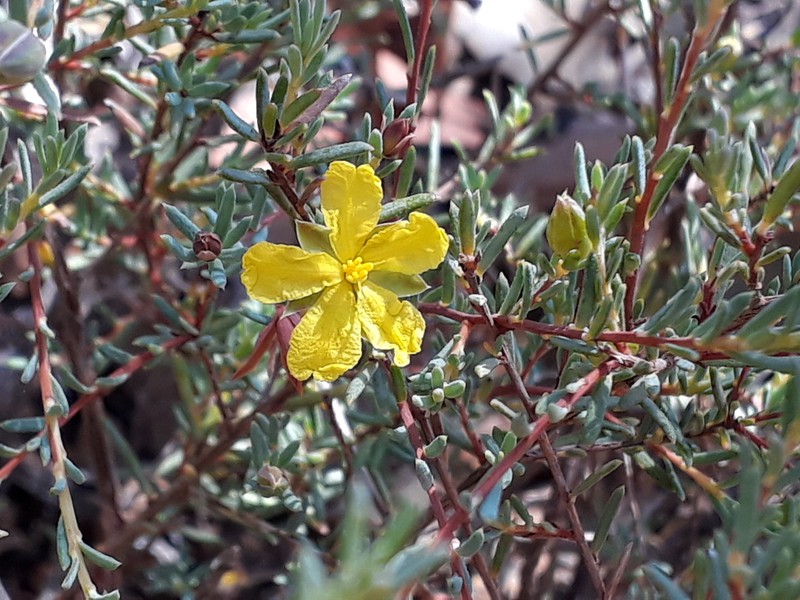Hibbertia oligantha photo 6