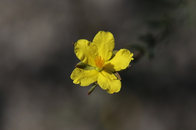 Hibbertia oligantha photo 7