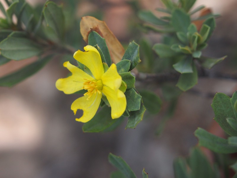 Hibbertia oligodonta