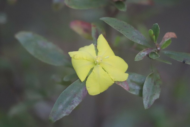 Hibbertia oligodonta photo 2