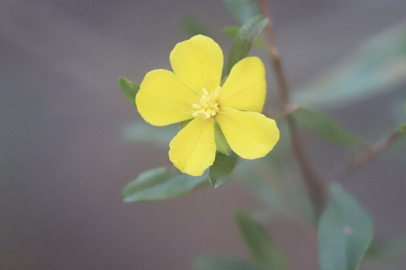Hibbertia oligodonta photo 3