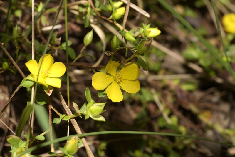 Hibbertia oligodonta photo 4