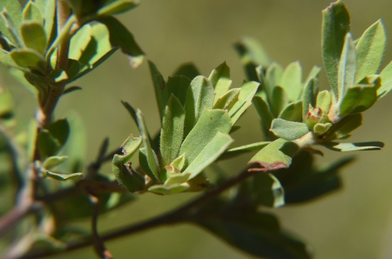 Hibbertia oligodonta photo 5