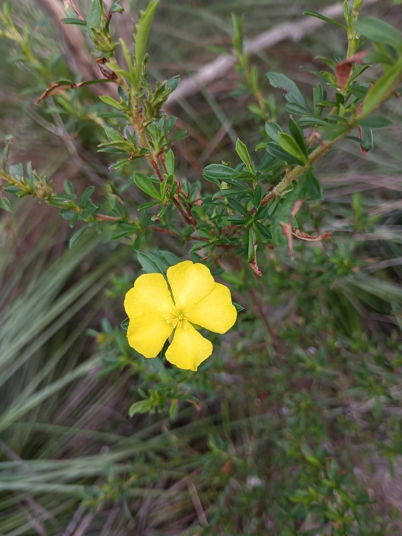 Hibbertia oligodonta photo 6