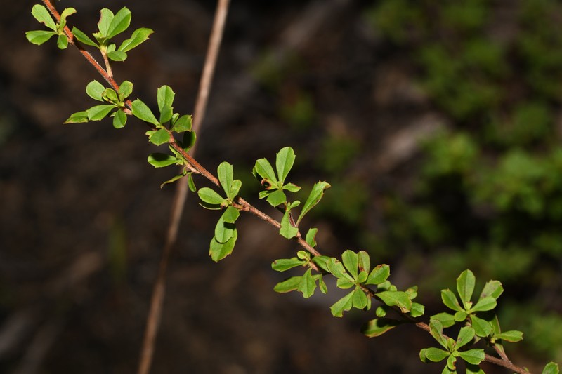 Hibbertia oligodonta photo 7