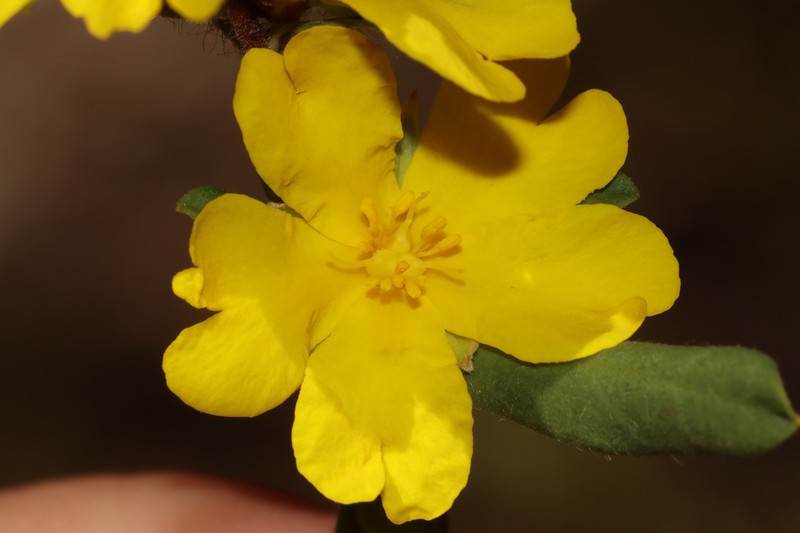 Hibbertia ovata