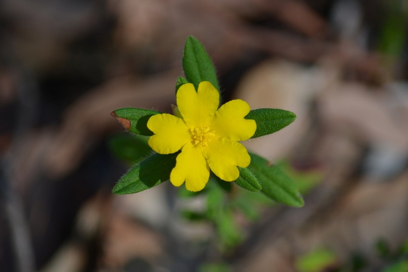 Hibbertia ovata photo 2