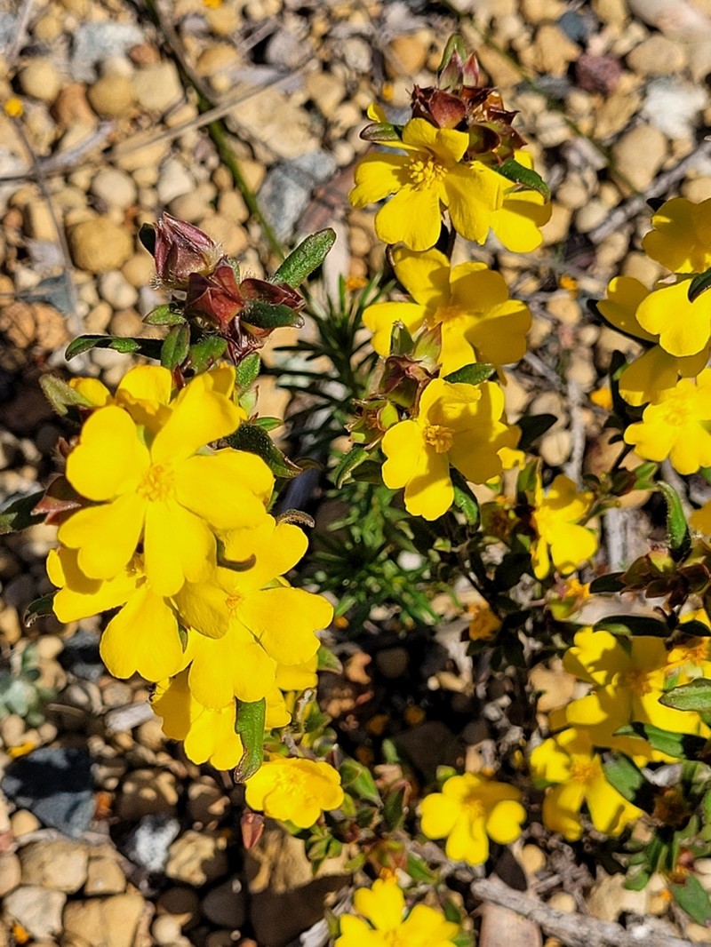 Hibbertia ovata photo 3